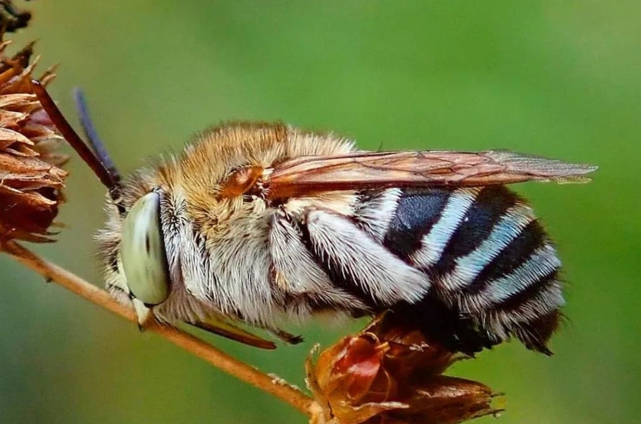 Be prepared for the Native Bees this Spring