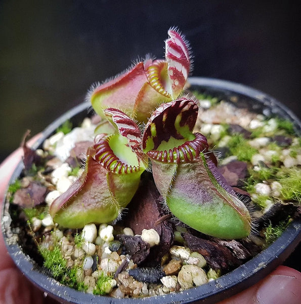 Growing Carnivorous Plants and the need for sustainable alternatives to their conventional media