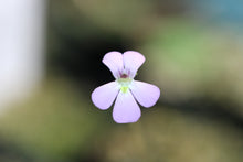 Load image into Gallery viewer, Pinguicula jaumavensis