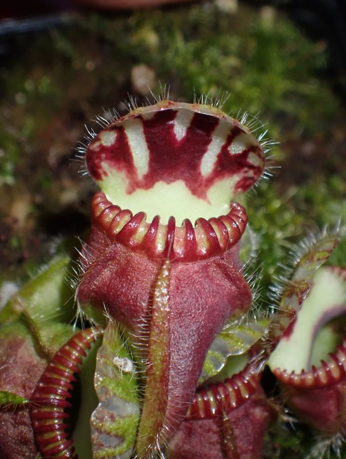 Cephalotus follicularis Albany Pitcher Plant DMV1301 (P7) – DMV 