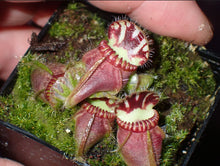 Load image into Gallery viewer, Cephalotus follicularis Albany Pitcher Plant DMV1301 (P7)