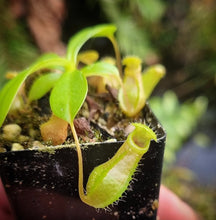 Load image into Gallery viewer, Nepenthes (ventricosa x lowii) × ventricosa? DMV 1667
