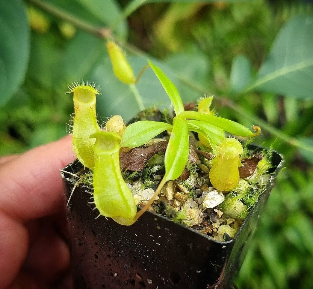 Nepenthes (ventricosa x lowii) × ventricosa? DMV 1670