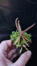 Load image into Gallery viewer, Drosera adelae