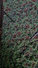 Load image into Gallery viewer, Azolla filiculoides