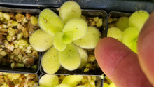 Load image into Gallery viewer, Pinguicula gigantea white?
