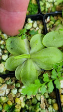 Load image into Gallery viewer, Pinguicula emarginata x moranensis superba