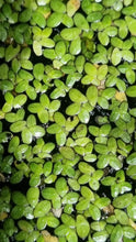 Load image into Gallery viewer, Lemna disperma -  Duckweed
