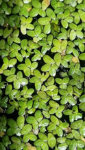 Load image into Gallery viewer, Lemna disperma - Duckweed