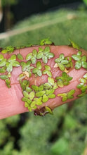 Load image into Gallery viewer, Lemna disperma - Duckweed
