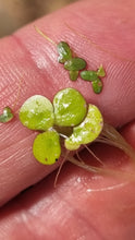 Load image into Gallery viewer, Lemna disperma -  Duckweed
