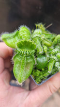 Load image into Gallery viewer, Cephalotus follicularis Albany Pitcher Plant DMV781
