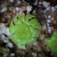 Load image into Gallery viewer, Pinguicula Yucca Do DMV2168