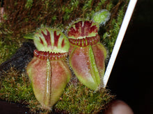 Load image into Gallery viewer, Cephalotus follicularis Albany Pitcher Plant DMV781 (P40)