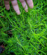 Load image into Gallery viewer, Myriophyllum variifolium & Lilaeopsis polyantha clump