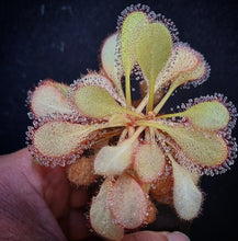 Load image into Gallery viewer, Drosera 'Andromeda' (schizandra x prolifera)