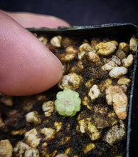 Load image into Gallery viewer, Pinguicula jaumavensis