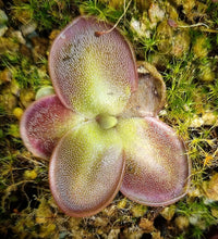 Load image into Gallery viewer, Pinguicula moranensis var. neovolcanica
