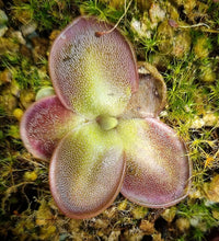 Load image into Gallery viewer, Pinguicula moranensis var. neovolcanica