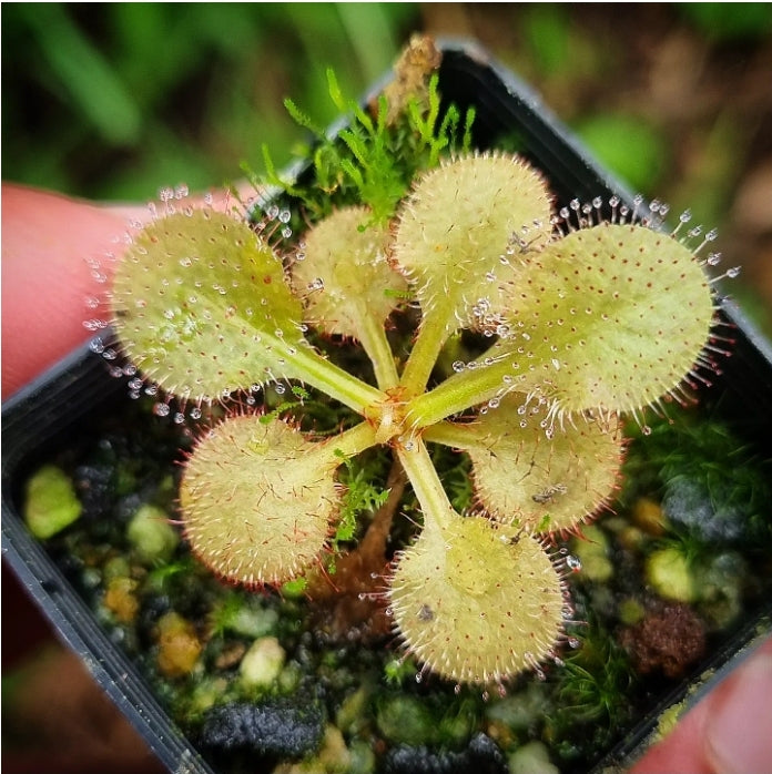 Drosera 'Andromeda' (schizandra x prolifera) – DMV Nursery and Gardens
