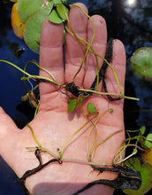 Load image into Gallery viewer, Marsilea drummondii