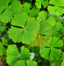 Load image into Gallery viewer, Marsilea drummondii