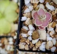 Load image into Gallery viewer, Pinguicula ehlersiae