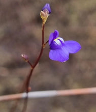 Load image into Gallery viewer, Utricularia biloba

