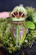 Load image into Gallery viewer, Cephalotus follicularis Albany Pitcher Plant DMV781
