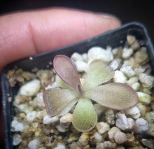 Load image into Gallery viewer, Pinguicula. sp. “Mazatecas” (small)