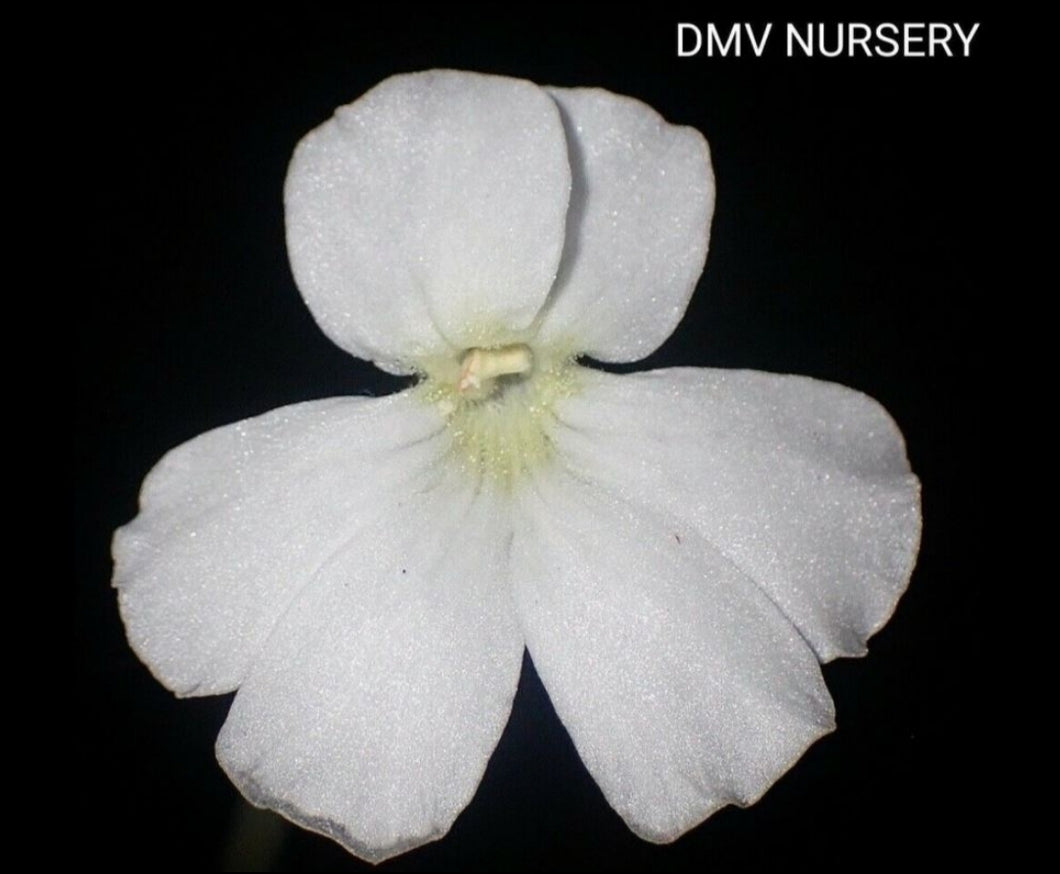 Pinguicula moranensis White Form