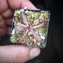 Load image into Gallery viewer, Pinguicula 'Down Under'