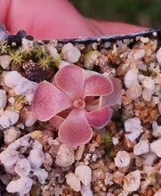 Load image into Gallery viewer, Pinguicula 'Kirkbright '
