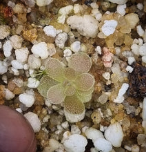 Load image into Gallery viewer, Pinguicula ehlersiae