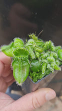 Load and play video in Gallery viewer, Cephalotus follicularis Albany Pitcher Plant DMV781
