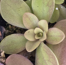 Load image into Gallery viewer, Pinguicula hybrid DMV1681