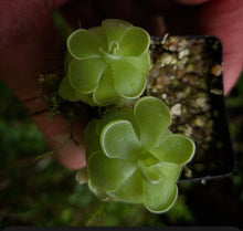 Load image into Gallery viewer, Pinguicula ehlersiae Large Form DMV498