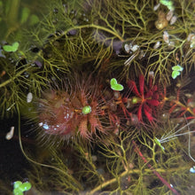 Load image into Gallery viewer, Aldrovanda vesiculosa WA form