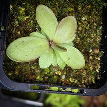 Load image into Gallery viewer, Pinguicula laueana (sp maz?)DMV834