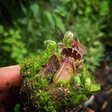 Load image into Gallery viewer, Cephalotus follicularis Albany Pitcher Plant DMV782