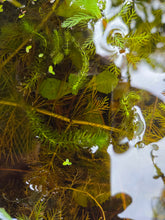 Load image into Gallery viewer, Aldrovanda vesiculosa WA form