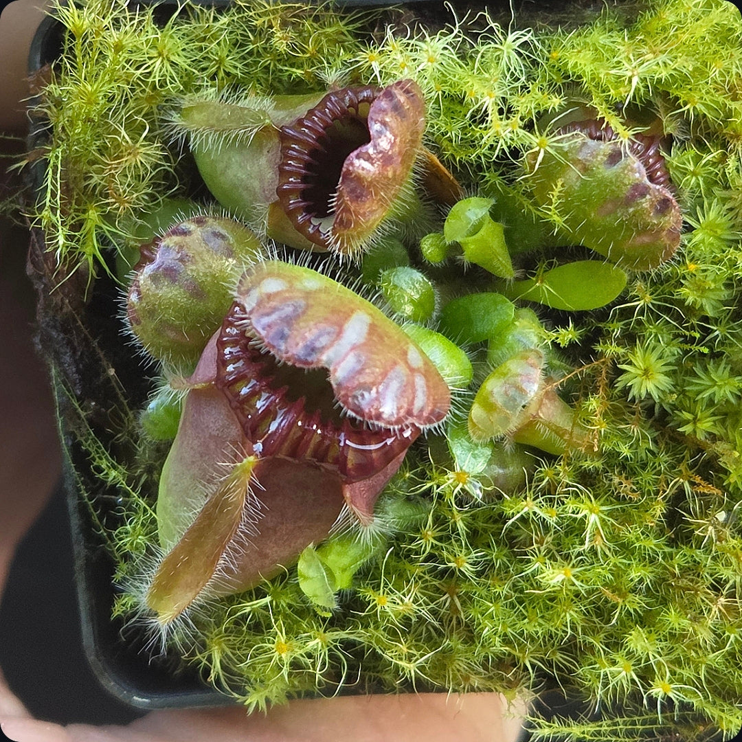 Cephalotus follicularis HMZ×SOHG Cephalotus follicularis HMZ×SOHG Genome of the pitcher plant