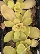 Load image into Gallery viewer, Pinguicula hybrid DMV1681