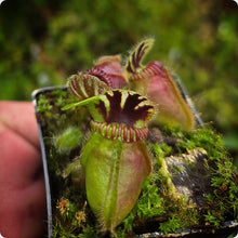 Load image into Gallery viewer, Cephalotus follicularis Albany Pitcher Plant