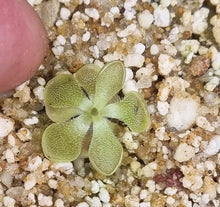 Load image into Gallery viewer, Pinguicula 'Kirkbright '