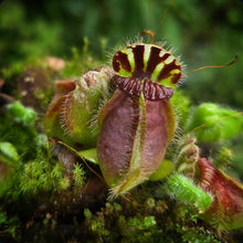 Load image into Gallery viewer, Cephalotus follicularis Albany Pitcher Plant DMV782