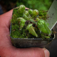 Load image into Gallery viewer, Cephalotus follicularis Albany Pitcher Plant DMV781