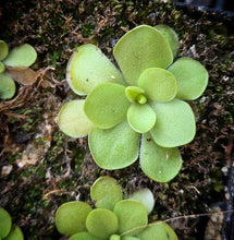 Load image into Gallery viewer, Pinguicula Roula DMV1654
