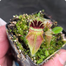 Load image into Gallery viewer, Cephalotus follicularis Albany Pitcher Plant DMV781 (P1)
