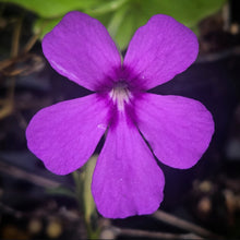 Load image into Gallery viewer, Pinguicula Roula DMV1654